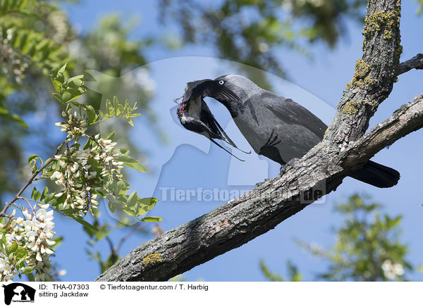 sitting Jackdaw / THA-07303