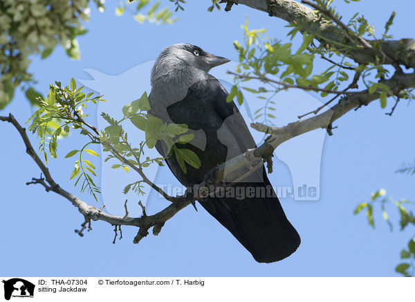 sitting Jackdaw / THA-07304