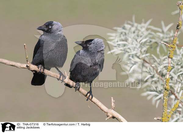 sitzende Dohlen / sitting Jackdaws / THA-07316