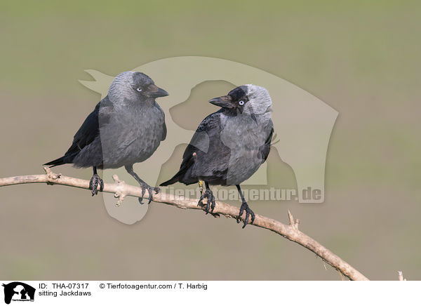 sitzende Dohlen / sitting Jackdaws / THA-07317