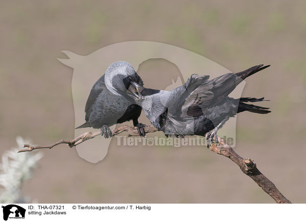 sitting Jackdaws / THA-07321