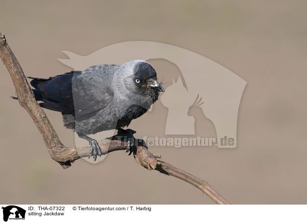 sitting Jackdaw / THA-07322