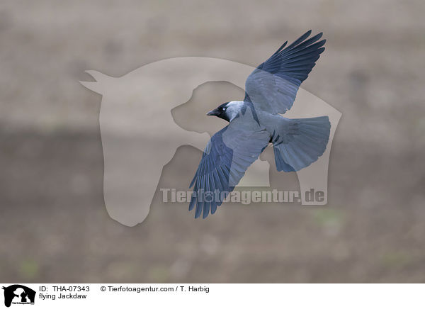 fliegende Dohle / flying Jackdaw / THA-07343