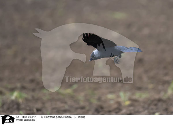 fliegende Dohle / flying Jackdaw / THA-07344