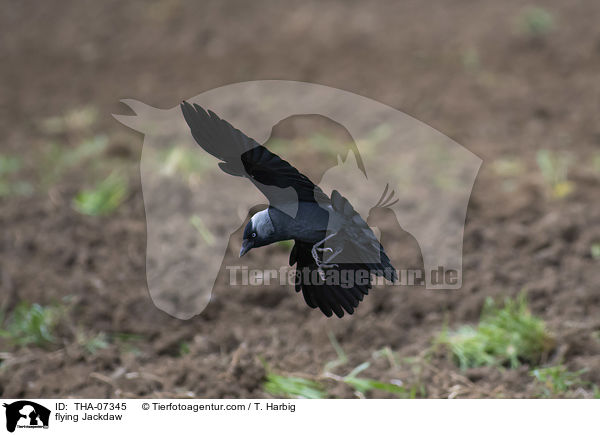 flying Jackdaw / THA-07345