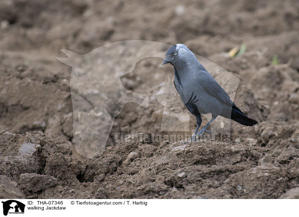 laufende Dohle / walking Jackdaw / THA-07346