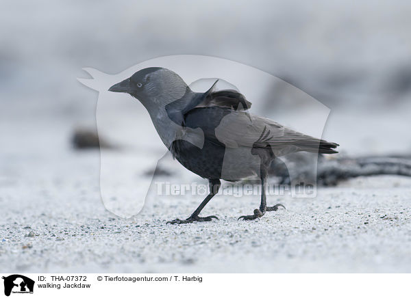 walking Jackdaw / THA-07372