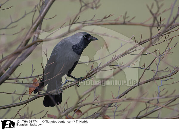 Eurasian Jackdaw / THA-08774