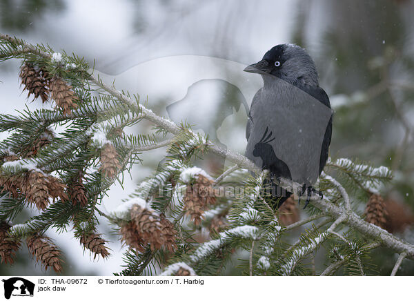 Dohle / jack daw / THA-09672