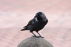 jackdaw