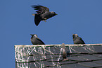 jackdaws