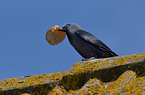 jackdaw