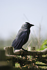 jack daw