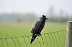 jack daw