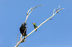 jack daw and bee-eater