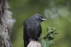 jackdaw