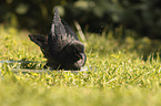 Jackdaw bathes in water bowl