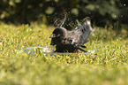 Jackdaw bathes in water bowl