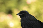 jackdaw portrait