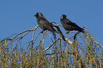 sitting Jackdaws