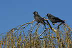 sitting Jackdaws