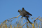 sitting Jackdaws