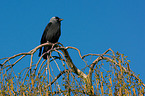 sitting Jackdaw