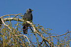 sitting Jackdaw