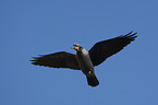 flying Jackdaw