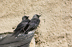 sitting Jackdaws