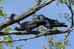 sitting Jackdaws