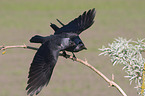 sitting Jackdaws