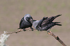 sitting Jackdaws