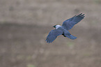 flying Jackdaw