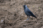 standing Jackdaw