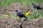 standing Jackdaws