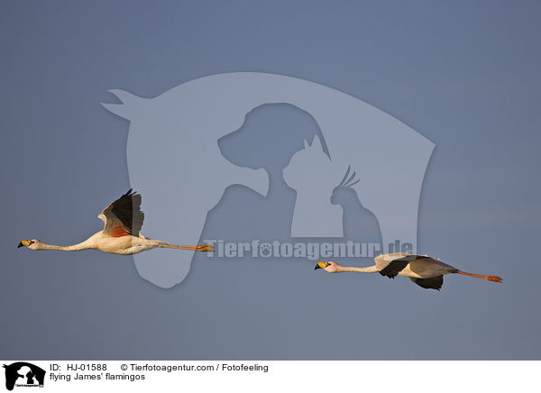 fliegende Jamesflamingos / flying James' flamingos / HJ-01588