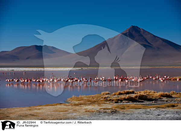 Jamesflamingos / Puna flamingos / JR-02944