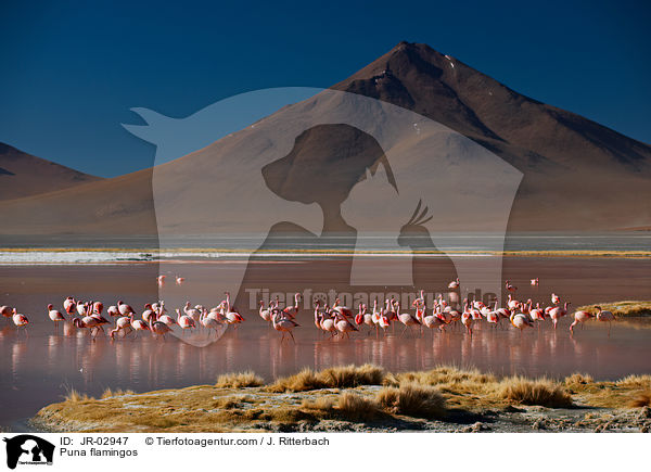 Jamesflamingos / Puna flamingos / JR-02947