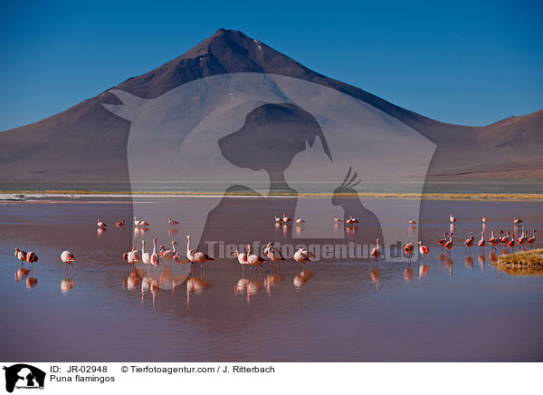 Puna flamingos / JR-02948