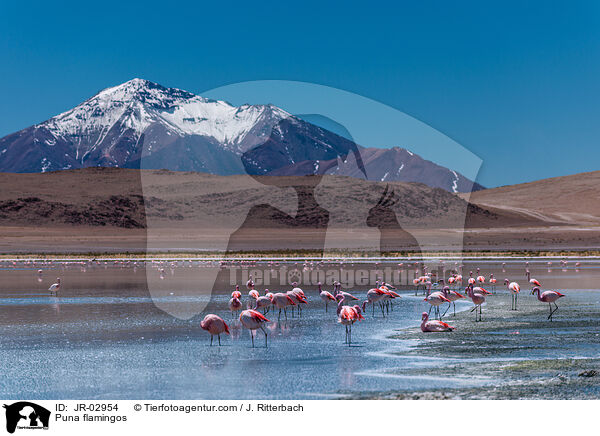 Jamesflamingos / Puna flamingos / JR-02954