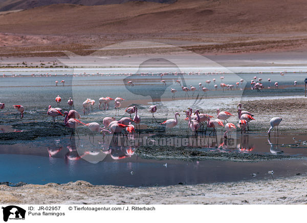 Puna flamingos / JR-02957