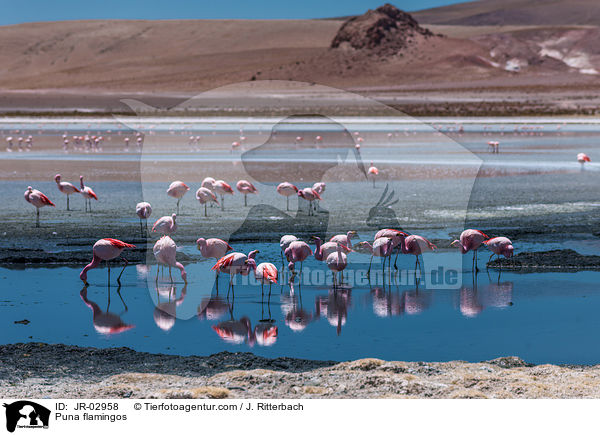 Jamesflamingos / Puna flamingos / JR-02958