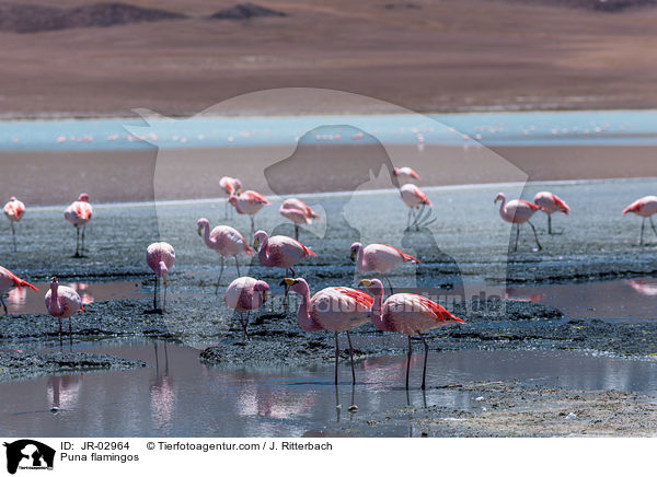Puna flamingos / JR-02964