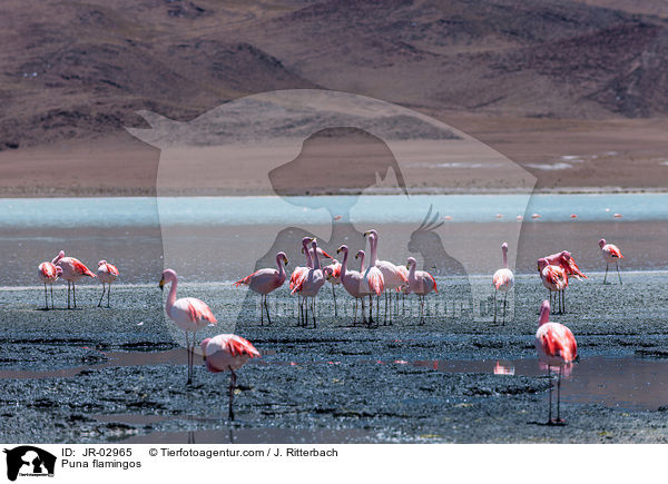 Puna flamingos / JR-02965