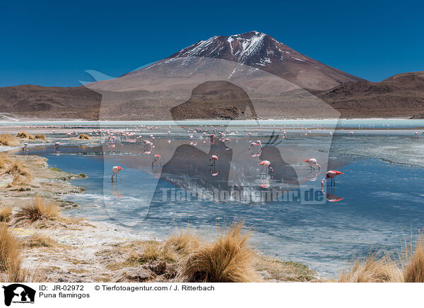 Puna flamingos / JR-02972