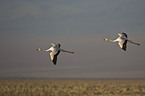 flying James' flamingos