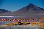 Puna flamingos