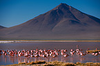 Puna flamingos