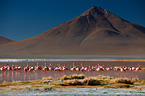 Puna flamingos